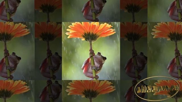 Аджар Сетиади смотреть онлайн