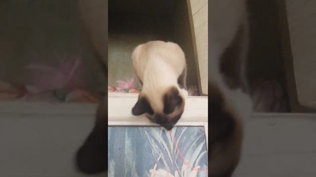 30 04 2020 Багира залезает на антресоль смотреть онлайн