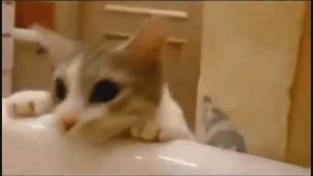 Лучшие coub приколы №2 | Best Coub Videos 2017 смотреть онлайн