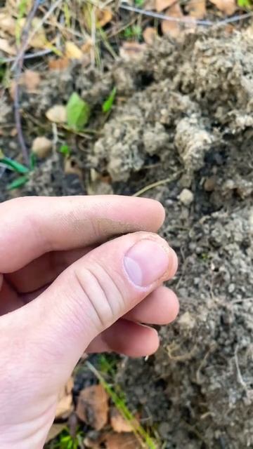 Древняя медная монета | поиск монет | Minelab Vanquish 540 смотреть онлайн