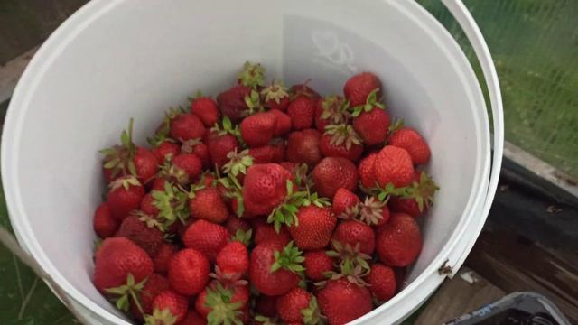 Попала в западню. 😊🙃😁 Ох лето, лето. Тепло но ооочень мокррро.