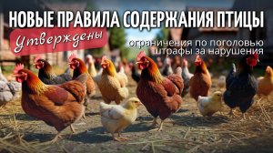 Утверждены новые правила содержания птицы: ограничения по поголовью и штрафы за нарушения