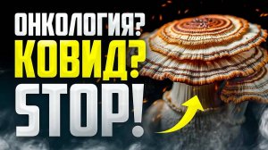 Траметес — чудо-гриб от СТРАШНЫХ болезней! Почему врачи его СКРЫВАЮТ?