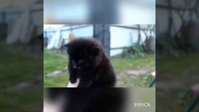 Мини девочка Померанского шпица