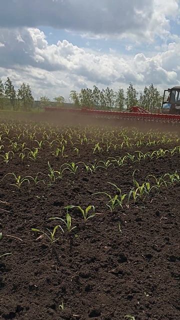 Борона во время работы 6.06.24. смотреть онлайн