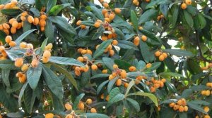 Декоративный сад в Крыму Кавказская мушмула