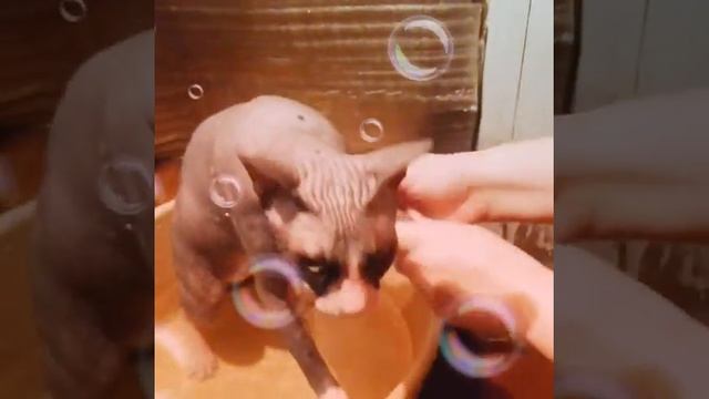 Кот не хочет мыться "В БАНЕ" смотреть онлайн