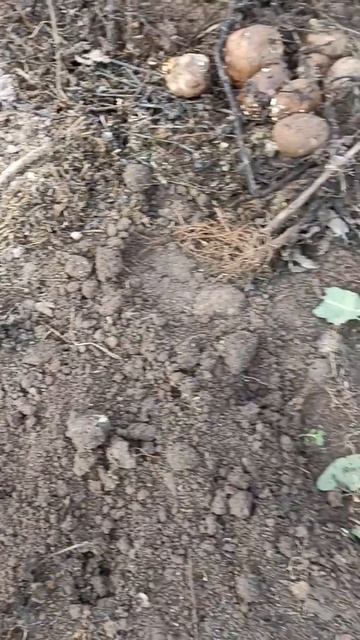 #дт75 #деревня #осень #пахота #мышь полевая 😧😨 смотреть онлайн