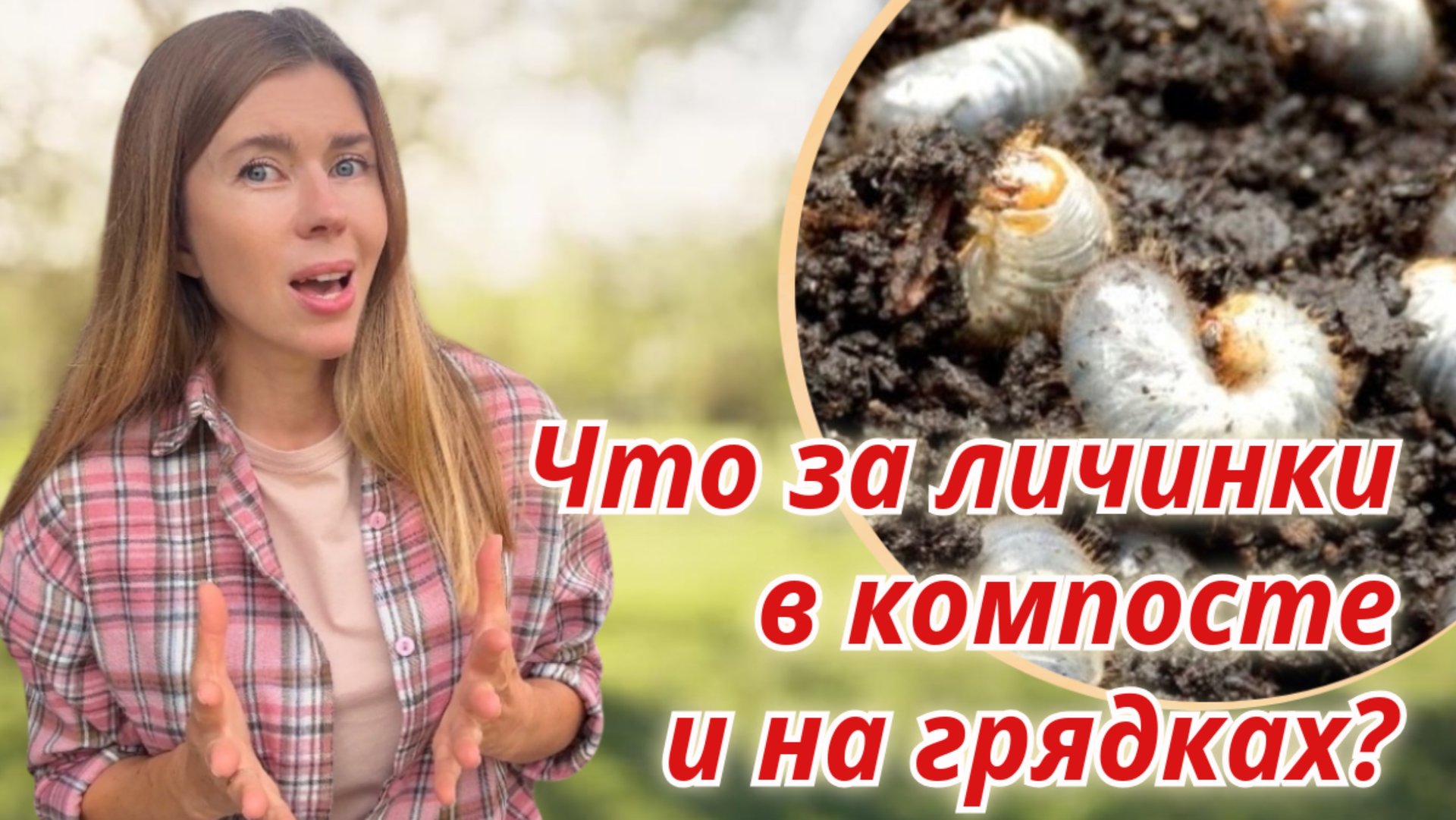 Не путайте личинки хруща и бронзовки. Как избавиться от личинок майского жука смотреть онлайн