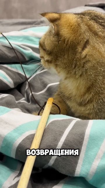 ПОЧЕМУ ПРИ ВИДЕ ТЕБЯ КОТИК ТОЧИТ КОГТИ? смотреть онлайн