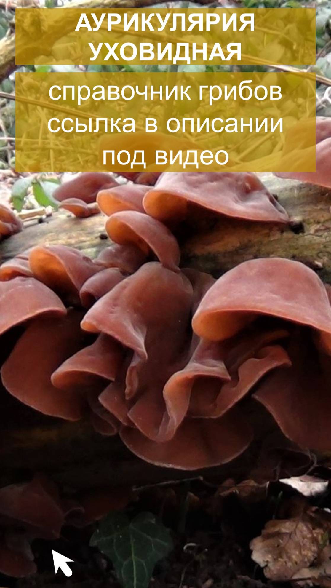 Аурикулярия уховидная - справочник грибов смотреть онлайн