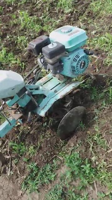 Прополка кукурузьі мотоблоком смотреть онлайн