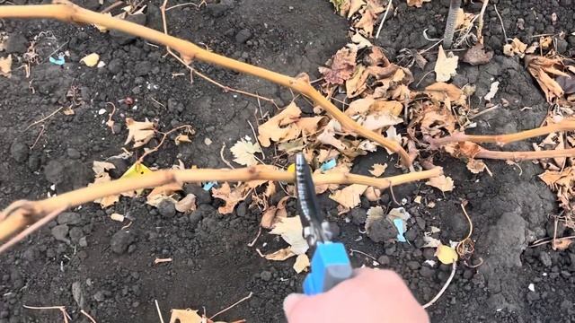 Однолетний куст винограда, формировка, обрезка смотреть онлайн