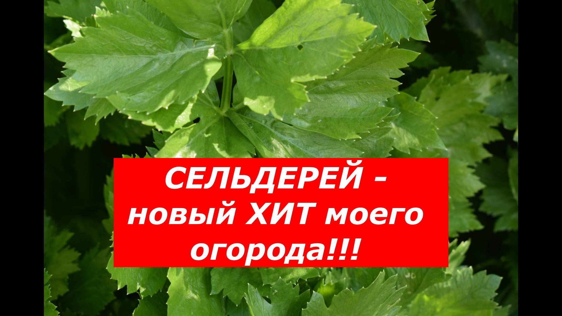 Сельдерей. Идеальный способ посева на рассаду. Когда высадить в открытый грунт? смотреть онлайн