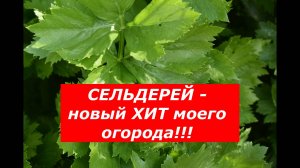 Сельдерей. Идеальный способ посева на рассаду. Когда высадить в открытый грунт?