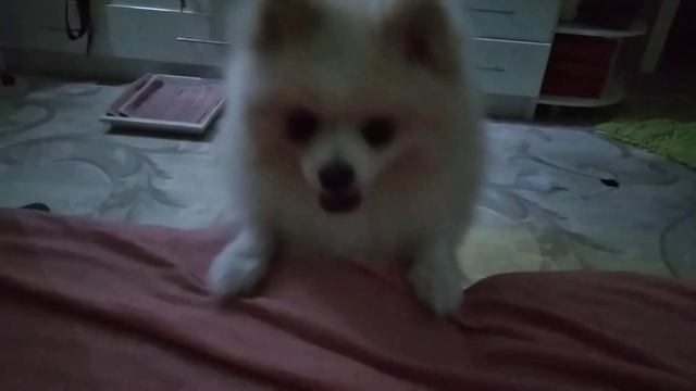 КЛЕЩИ????  ШПИЦ ОТРЯХАЕТСЯ