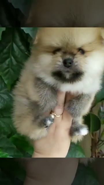Померанский шпиц мальчик мини