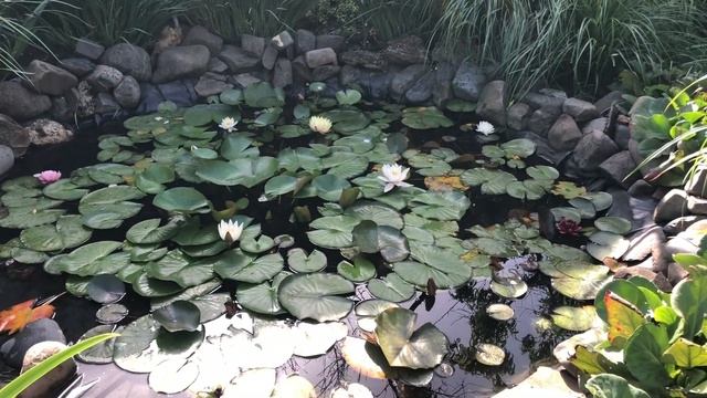 5 июня2024.Жара.Пеньки- подставки. смотреть онлайн