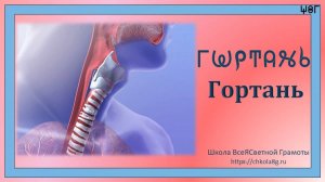 Гортань. ВсеЯСветная Грамота