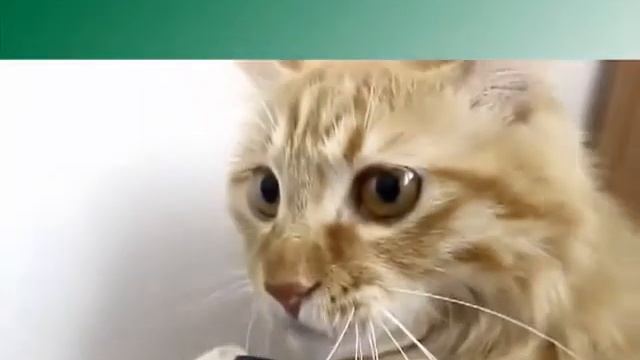Кот и шланг пылесоса смотреть онлайн
