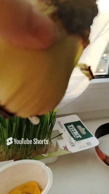 Мой спасённый амариллис!