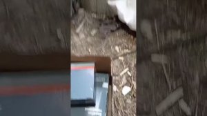 Лада Гранта замена задних стоек.