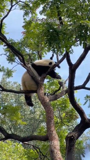 панда 3 смотреть онлайн