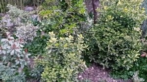 Краснодар! Весна 2025 года!Лавровишни,Фотиния,Морозник,?