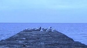 Делаем из кассетной видеокамеры-цифровую за 20$ | Mini DVR |