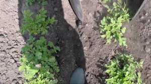 Дисковый окучник со стрелочной лапой для мотоблока