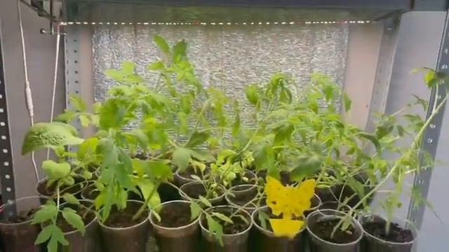 Нужны ли лампы и стеллажи для рассады? Часть моей расс? смотреть онлайн