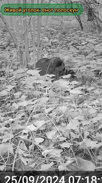 ЕНОТ УРОМ ЖИВОЙ УГОЛОК смотреть онлайн