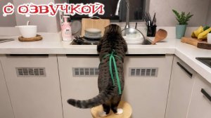 Приколы с животными🤗 Смешные видео-ОЗВУЧКА!🤗СМЕШНОЕ ВИДЕО😍 Наши любимые смешные животные