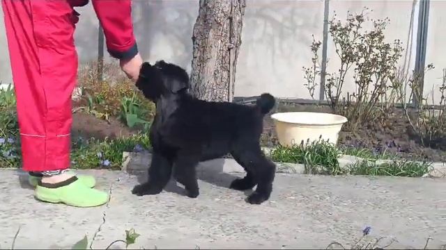 Дончанка 2,5м бег и стойка смотреть онлайн