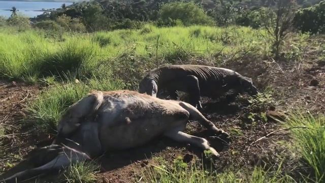 #komodo #хищник #варан #добыча смотреть онлайн