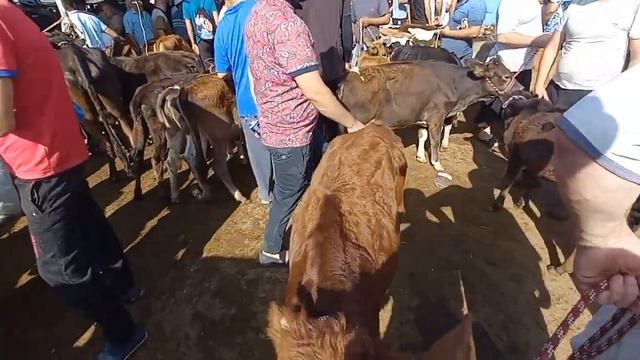 молбозор худжанд 4-Август худи ҳозир аз молбозор нархи