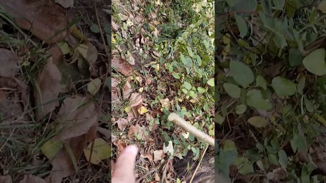 Секатор молоткового типа Due Buoi/Falket - Chikamasa