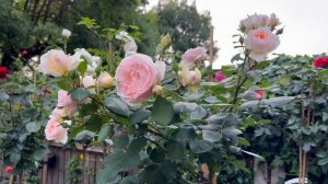 Розы в саду 2024. Обзор розы Marchenzauber или Bliss Parfuma. Розы в цвету. Красивая роза в саду.