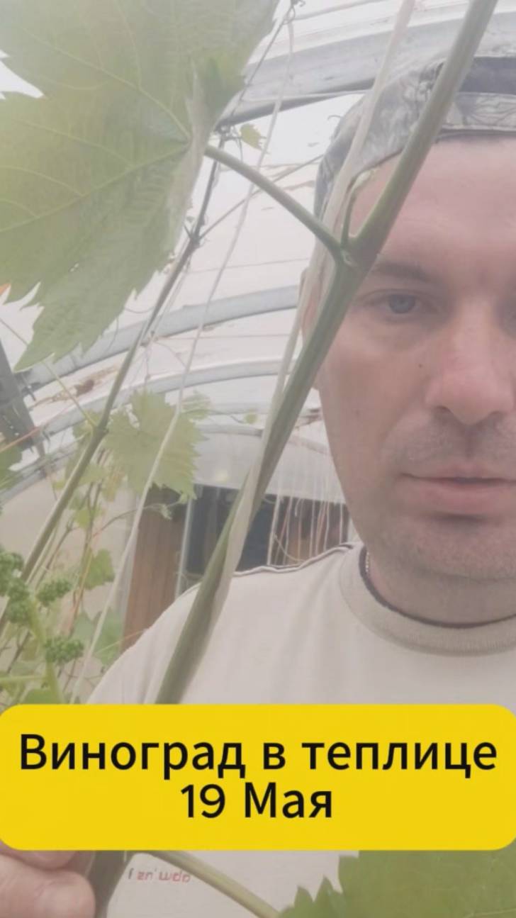 Виноград в теплице. 19 Мая смотреть онлайн