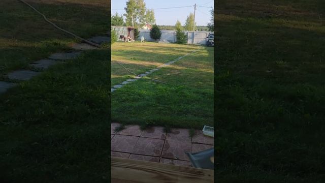 Diana 52 с прицелом Bushnell Trophy смотреть онлайн