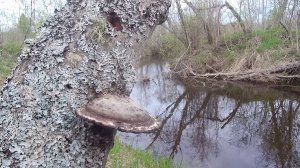 С проверкой на мормышинг. Прогулка по маленькой речушке.