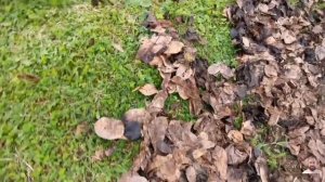 Воздуходувка электрическая DAEWOO DABL 3000E (всасывание, изм