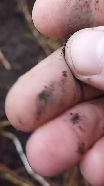 сигнал на чешую #кладоискатель #коп #металлоискатель #?