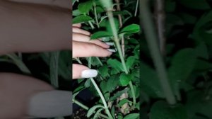 Кассеты,грунт,корни.Журнал работы минипитомника растений.Выпуск 7.