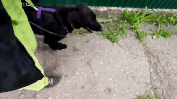 Метис Дэн ищет нового хозяина.