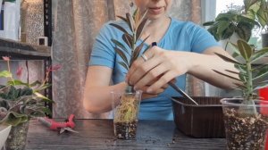 Пересадка адешек и мини фиалочек