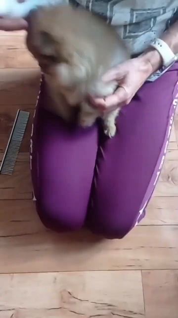💯% #pomeranian #друзья #собака #лучшийдруг #youtube #youtubeshorts #pets #шпиц #love #любовь смотреть онлайн