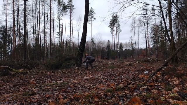 Валка кривого дерева // Работаю бензопилой ZimAni 365PRO смотреть онлайн