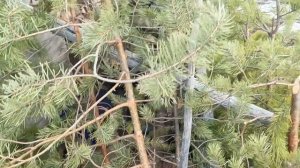 Ранняя весна 2025г #5 Охота на гусей