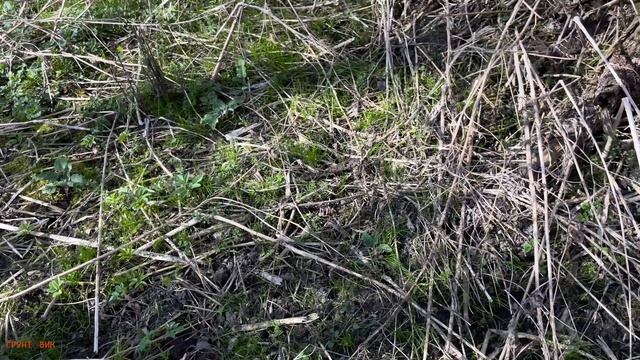 Коп с Garrett Apex  на мусорке